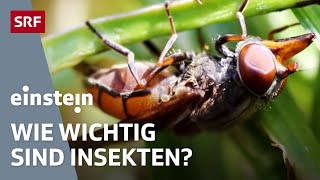 Käfer Fliegen Bienen – ohne Insekten läuft in der Natur gar nichts  Einstein  SRF [upl. by Aiket]