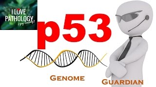 NEOPLASIA 4 p53 gene The Guardian of the genome functions regulation and inactivation [upl. by Kcirderfla]