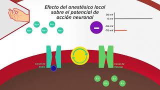 06 MECANISMO DE ACCIÓN ANESTÉSICOS LOCALES [upl. by Heinrick]