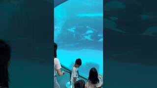 🇯🇵シャチが見れる水族館🏖️✨ [upl. by Rafter]