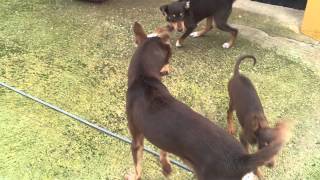 cachorro en venta podenco orito español [upl. by Pirbhai772]