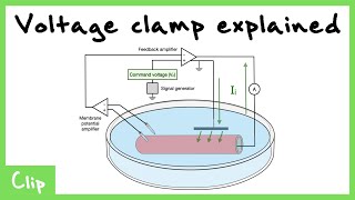 Voltage Clamp Explained Tetrodotoxin And Tetraethylammonium  Clip [upl. by Lewie]