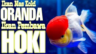 MAS KOKI ORANDA  Ikan Lucu Penuh Hoki [upl. by Kelson784]