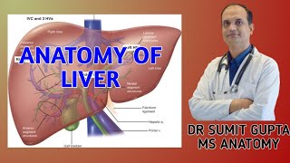 LIVER  ANATOMY [upl. by Aicelet]