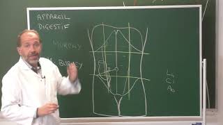 Anatomie générale 7  Appareil digestif General anatomy of the digestive system [upl. by Ekalb]
