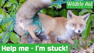 Fox gets hopelessly tangled in garden netting  Animal rescue [upl. by Barnaby264]