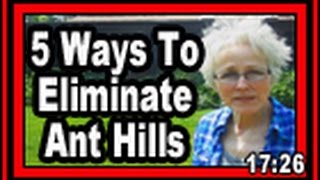 5 Ways To Eliminate Ant Hills  Wisconsin Garden Video Blog 598 [upl. by Kask664]