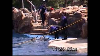 Dolphin Show Sea World San Diego [upl. by Assyli128]