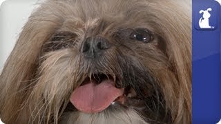 Doglopedia  Shih Tzu [upl. by Abbottson]