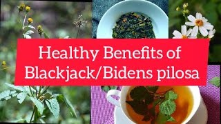 BlackjackBidens pilosa Healthy Benefits on human beings and animalsBidens pilosaSpanish needle [upl. by Eelyek]