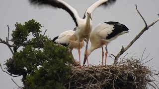 Young stork flying [upl. by Zacek]