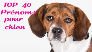 top 40 prénoms pour chien [upl. by Sale765]