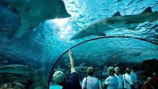 Ripley’s Aquarium Walkthrough  Myrtle Beach SC [upl. by Nerti444]