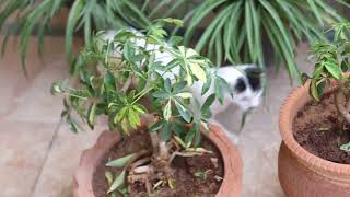 How to Grow and Care For Schefflera Indoor And OutdoorUrdu [upl. by Lorenz902]