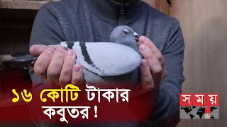 অবিশ্বাস্য দামে সবার চোখ কপালে  Pigeon Price  Somoy TV [upl. by Meekah]