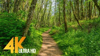 4K Virtual Hike on a Sunny Day with Forest Sounds  Licorice Fern Trail Issaquah Area [upl. by Collins]