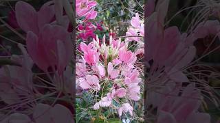 Spider flower Cleome Spinosa winter flower how to grow and care spider flowerCleome spinosa [upl. by Adnotal]