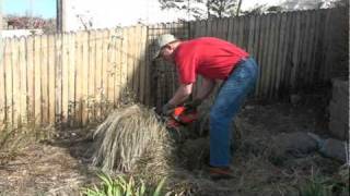 Pruning a Karl Foerster Grass to promote the best spring growth [upl. by Anhavas]