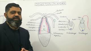 Digestion in Hydra Urdu Hindi medium profmasoodfuzail Digestive System in Coelenterates [upl. by Streetman185]