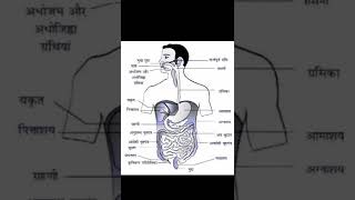 Manav Ka Pachan Tantra Ka Chitra  मानव शरीर का पाचन तंत्र का नामांकित चित्र [upl. by Achorn]