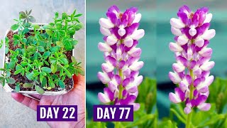 How to GROW LUPINS from SEEDS With All CARE Tips 113 Days UPDATES [upl. by Annawot44]