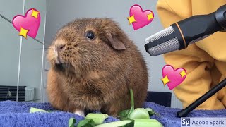 ASMR  Guinea Pig 💖Eating Sounds [upl. by Roxie]