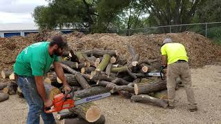 Husqvarna 460 rancher vs Stihl MS461 [upl. by Lorolla]