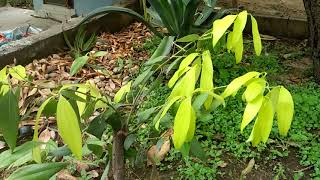 how to grow Tej PattaIndian bay leaf [upl. by Ahsoet]