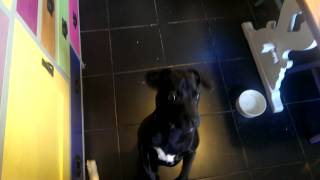 Patterdale Terrier Training  Hand Signals  Patterdale Terrier World Video Channel [upl. by Ycats844]