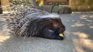 Meet African Crested Porcupine Nolina [upl. by Isobel]