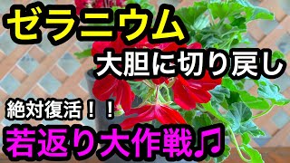 『ゼラニウム』切り戻し！若返らせて元気にします❗️ [upl. by Tama]