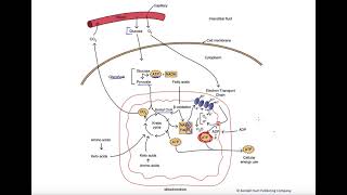 Catabolic pathway summary [upl. by Airamas859]