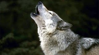 Lobos  Documental [upl. by Gesner735]