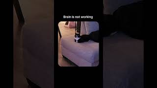 Brain is not working cutememes funnyanimals funnycats funny cute shorts memes [upl. by Morey]