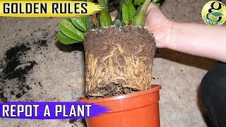 GOLDEN TIPS on REPOTTING PLANTS  When and How to Repot Plants [upl. by Lebatsirc]