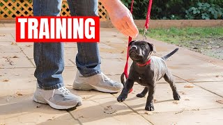 How To Train Staffy Puppy Staffordshire Bull Terrier Training [upl. by Akcimehs557]