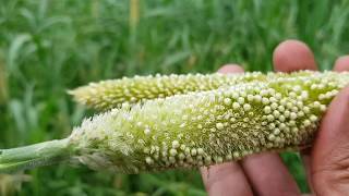 how to grow millet farm in home  millet growing tips  millet seeds and millet farm [upl. by Tish476]