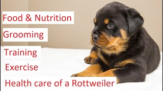 Rottweiler 101  Feeding Grooming Training amp Health Care of a Rottweiler [upl. by Aeslehc378]