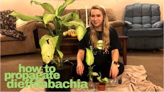 How to Propagate Dieffenbachia Plants [upl. by Gschu]