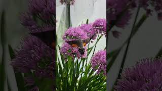 Hummingbird Hawkmoths  Macroglossum stellatarum [upl. by Barayon596]