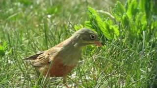 Ortolan Bunting  Emberiza hortulana [upl. by Manda]