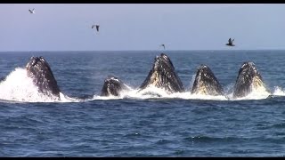 Best of Whale Watching Monterey California as of 7162016 [upl. by Elvira984]