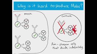 AS Biology  Monoclonal Antibodies The Hybridoma method [upl. by Vivia]