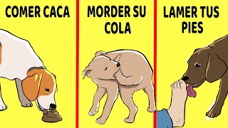 15 Comportamientos Extraños De Los Perros Explicados [upl. by Artema]