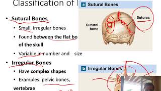 API Skeletal System Part 1 [upl. by Eimaj]