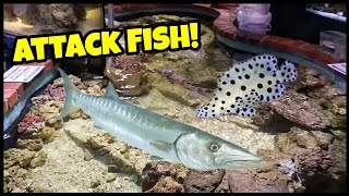 BARRACUDA Fish Feeding in INDOOR Saltwater Pond [upl. by Ihab]