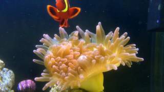 Feeding My Anemone Brine Shrimp [upl. by Argent]