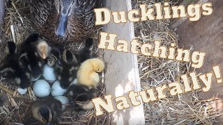 Ducklings Hatching Naturally [upl. by Hanforrd]