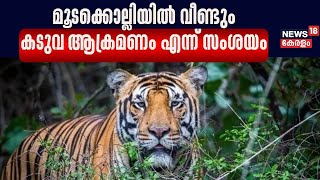 Wayanad Tiger Attack  പന്നിയെ കൊന്ന് തിന്ന നിലയിൽ Moodakollyയിൽ വീണ്ടും കടുവ ആക്രമണം എന്ന് സംശയം [upl. by Mor]