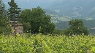 Drôme lancement de la Clairette de Die rosée [upl. by Yemrots27]